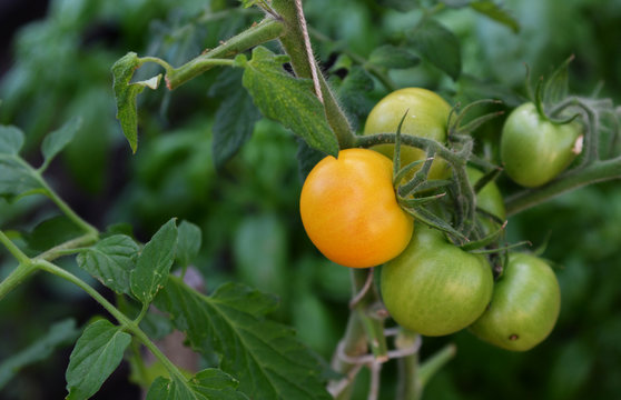 Beautiful yellow and green ripe tomatoes grown in a greenhouse. Gardening tomato photograph with copy space. Shallow depth of field.
