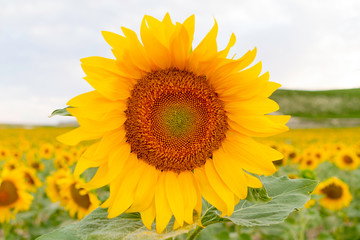 Fototapeta premium Beautiful yellow and orange sunflower