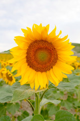 Beautiful yellow and orange sunflower close up