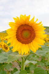 Fototapeta premium Beautiful yellow and orange sunflower close up