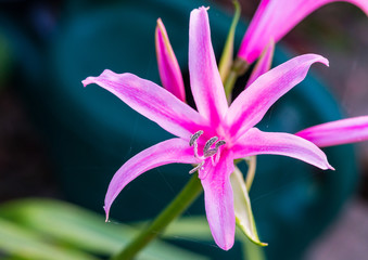 Nerine Bowdenii