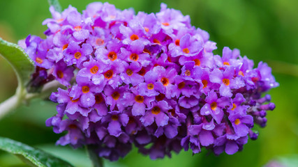 Buddleia