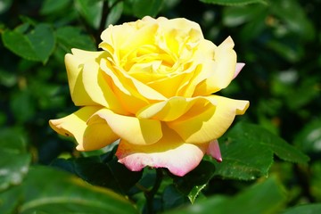 A fragrant yellow rose flower growing in the garden