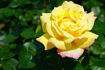 A fragrant yellow rose flower growing in the garden