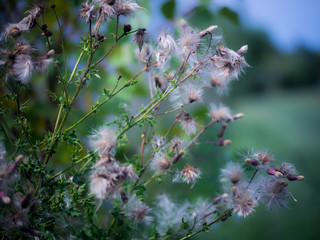 Wispy Plants
