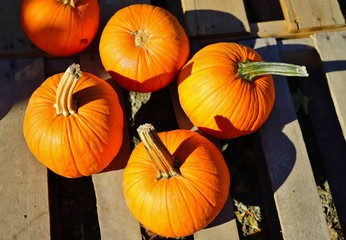 Display of round orange pumpkins at the farmers market in the fall
