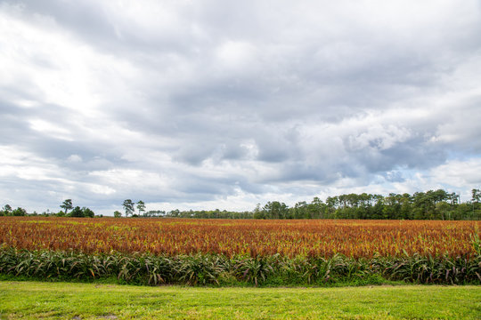 Southern Delaware Sussex County Sorghum Field