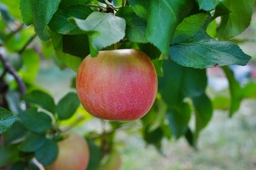 Fresh green apples growing on trees at an apple orchard