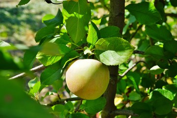 Fresh green apples growing on trees at an apple orchard