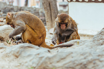 Macaque Monkeys In Kathmandu, Nepal. Located in Swayambhunath Stupa (Monkey Temple).