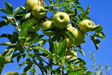 Fresh green apples growing on trees at an apple orchard