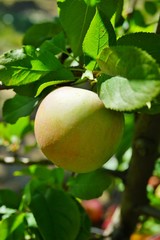 Fresh green apples growing on trees at an apple orchard