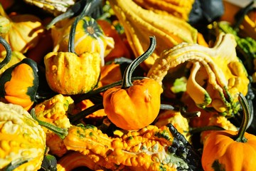 Colorful orange and green decorative pumpkins and gourds in the fall