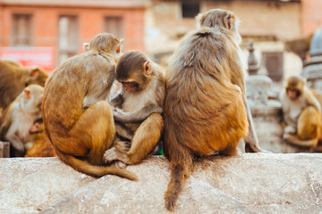 Macaque Monkeys In Kathmandu, Nepal. Located in Swayambhunath Stupa (Monkey Temple).