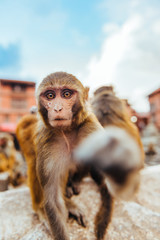 Macaque Monkeys In Kathmandu, Nepal. Located in Swayambhunath Stupa (Monkey Temple).
