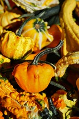 Colorful orange and green decorative pumpkins and gourds in the fall