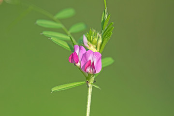 Pink fabaceae flower -amall Australian wild flower