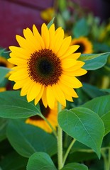 A yellow sunflower (helianthus) in summer