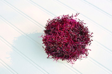 Red Amaranth Microgreens provide concentrated protein and amino acids for a healthy Vegan lifestyle - obrazy, fototapety, plakaty