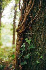 Herbstlicher Waldspaziergang in Niedersachsen