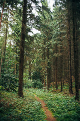 Herbstlicher Waldspaziergang in Niedersachsen