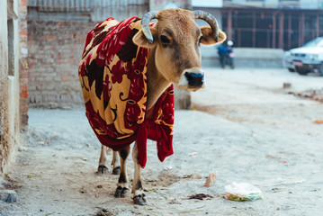 Cow in the city of Kathmandu , Nepal.