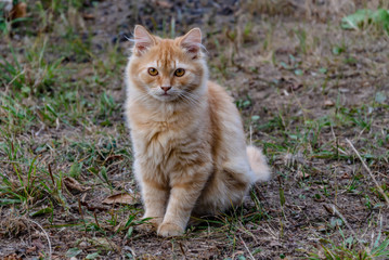red cat sits in the autumn in the yard