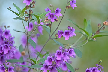 prostanthera rotundifolia - purple flower - Australian native