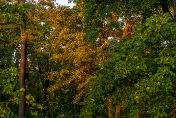 Fototapeta premium Multicolored tree crowns in early autumn