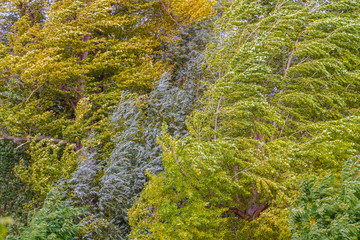 Strong storm on the tree