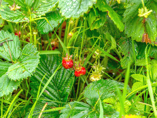 Wet strawberry leaves in a summer garden after rain