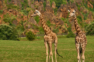 Giraffes on savannah