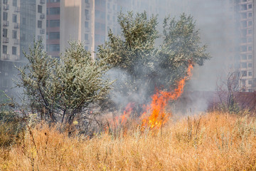 flame of burning dry grass and trees in a meadow with weeds, nature fire in the background a...