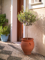 Fototapeta na wymiar Olive tree in red clay pot