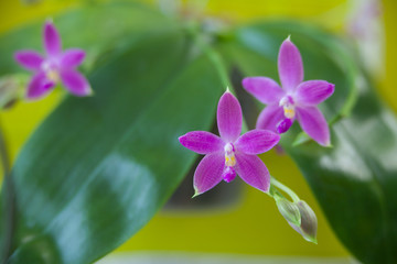 Fototapeta na wymiar Beautiful rare orchid in pot on yellow background
