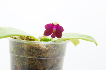 Beautiful rare orchid in pot on White background