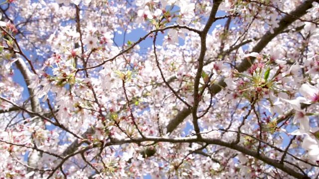 Pink cherry blossom tree