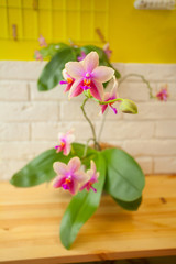 Beautiful rare orchid in pot on yellow background