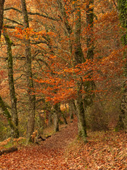 Autumn road full of leaves