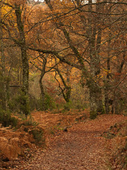 Beech Forest in November