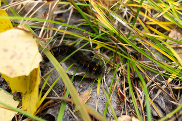shaggy forest caterpillar autumn close-up