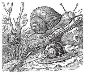 Vintage engraving of snails