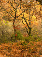 The colors of Autumn in the Beech