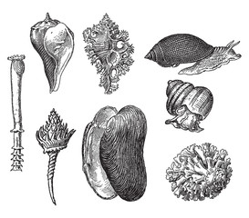 Vintage engraving of gastropods