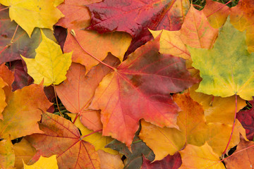 Naklejka na ściany i meble Colorful autumn maple leaves on ground texture
