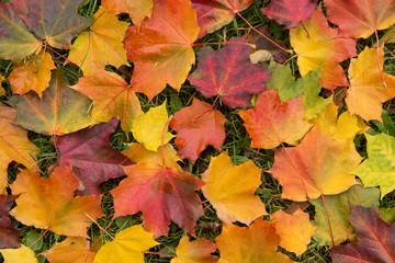 Naklejka na ściany i meble Fall colorful maple autumn leaves on grass background