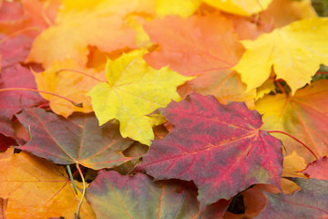 Naklejka na ściany i meble Falling colorful fall autumn leaves closeup in sunlight 