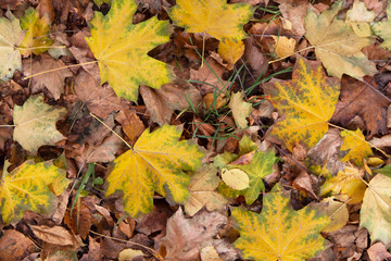 Fall yellow brown dry maple autumn leaves on ground