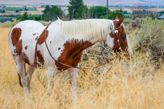 Paint mare in western tack in field