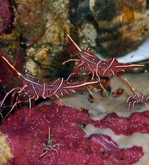 Durban dancing shrimp